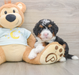 7 week old Mini Bernedoodle Puppy For Sale - Premier Pups