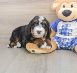 7 week old Mini Bernedoodle Puppy For Sale - Premier Pups