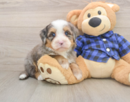 7 week old Mini Bernedoodle Puppy For Sale - Premier Pups