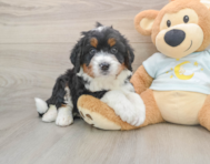 5 week old Mini Bernedoodle Puppy For Sale - Premier Pups