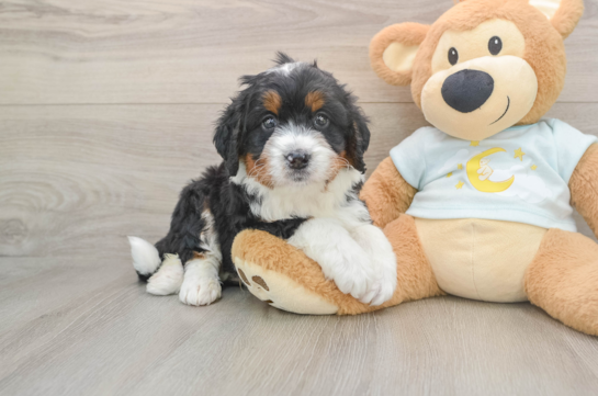 Mini Bernedoodle Puppy for Adoption