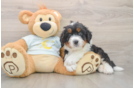 Best Mini Bernedoodle Baby