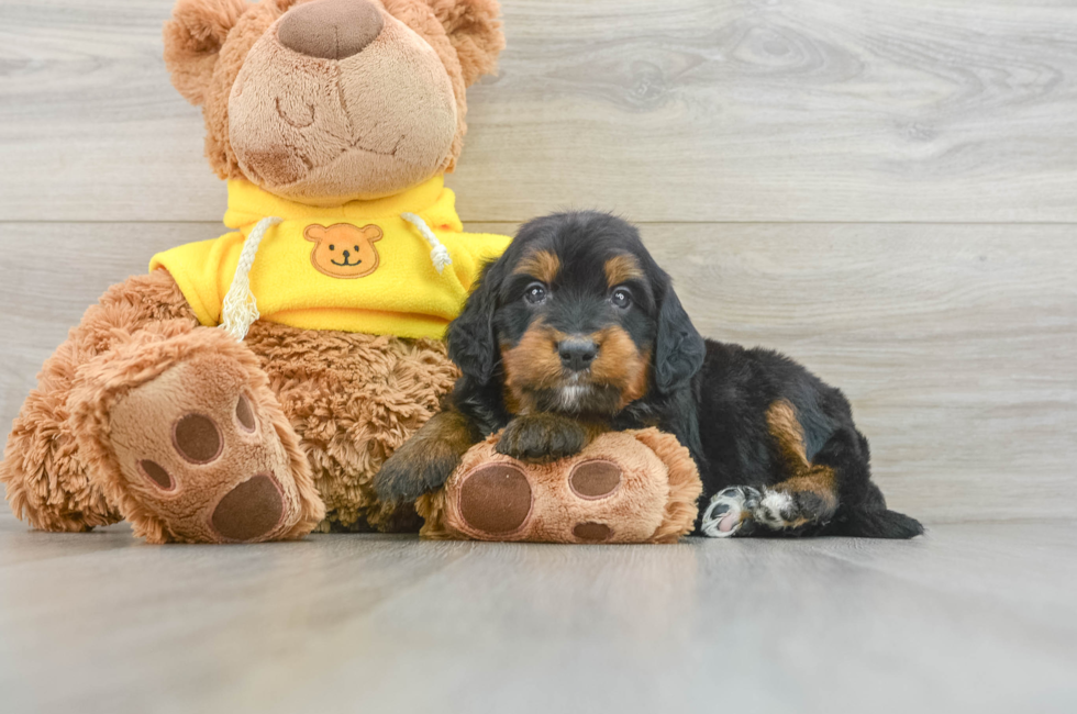 6 week old Mini Bernedoodle Puppy For Sale - Premier Pups