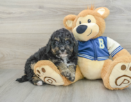 8 week old Mini Bernedoodle Puppy For Sale - Premier Pups