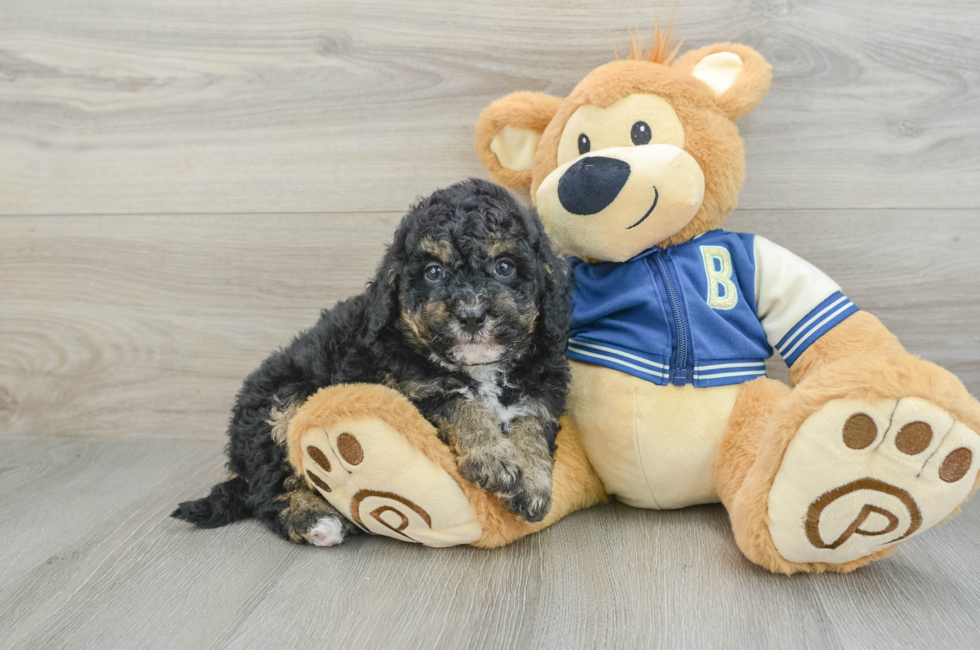 6 week old Mini Bernedoodle Puppy For Sale - Premier Pups