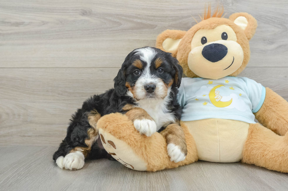 5 week old Mini Bernedoodle Puppy For Sale - Premier Pups