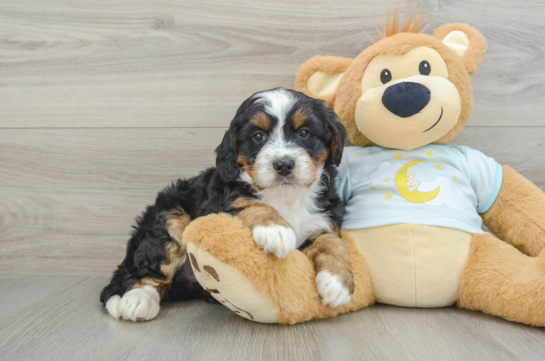 Best Mini Bernedoodle Baby