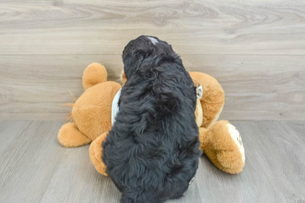 Happy Mini Bernedoodle Baby