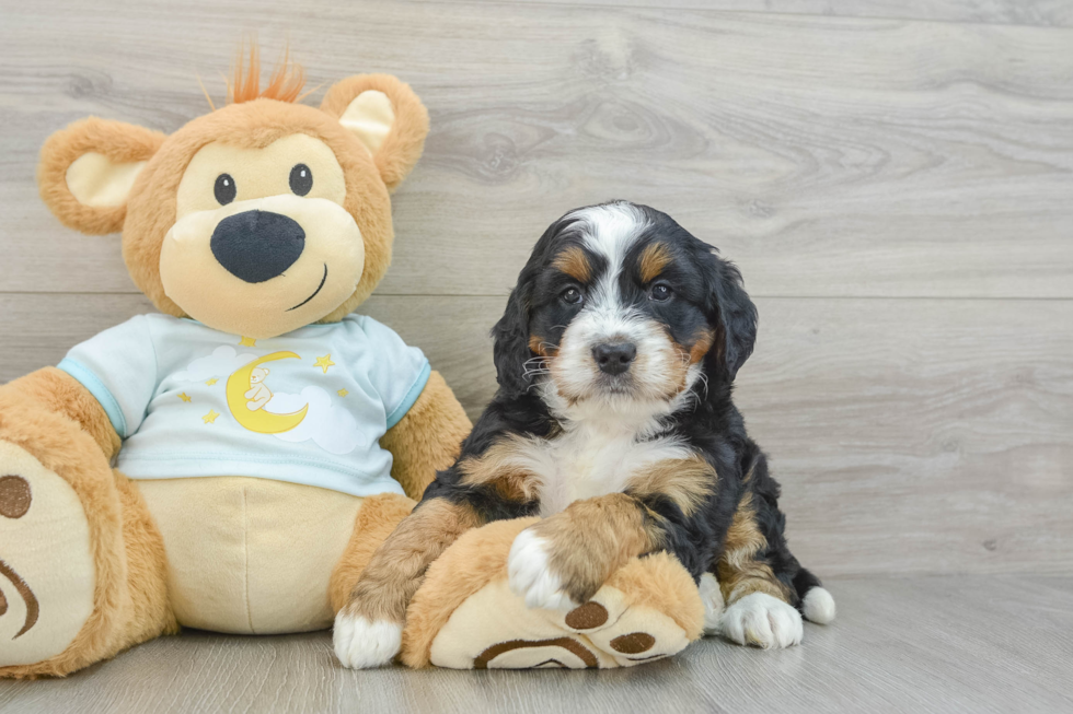 Mini Bernedoodle Puppy for Adoption