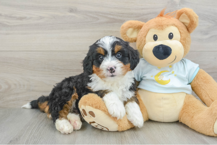 Little Mini Bernese Poodle Poodle Mix Puppy