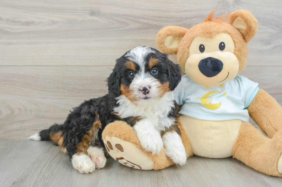 6 week old Mini Bernedoodle Puppy For Sale - Premier Pups