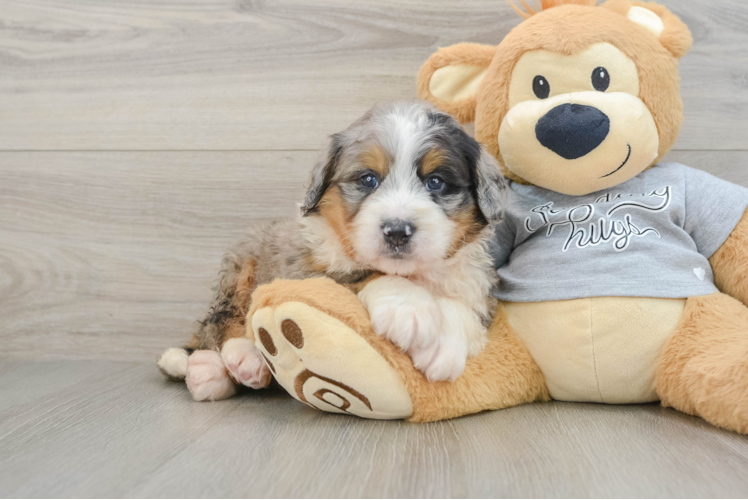 Mini Bernedoodle Puppy for Adoption