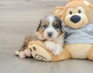 6 week old Mini Bernedoodle Puppy For Sale - Premier Pups