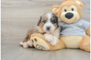 Mini Bernedoodle Puppy for Adoption