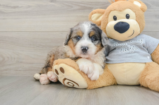 Mini Bernedoodle Puppy for Adoption