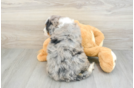 Best Mini Bernedoodle Baby