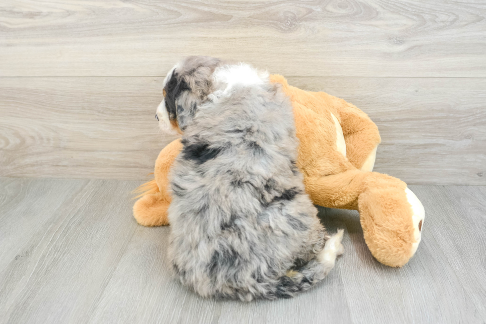 Best Mini Bernedoodle Baby