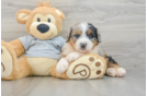 Little Mini Berniedoodle Poodle Mix Puppy