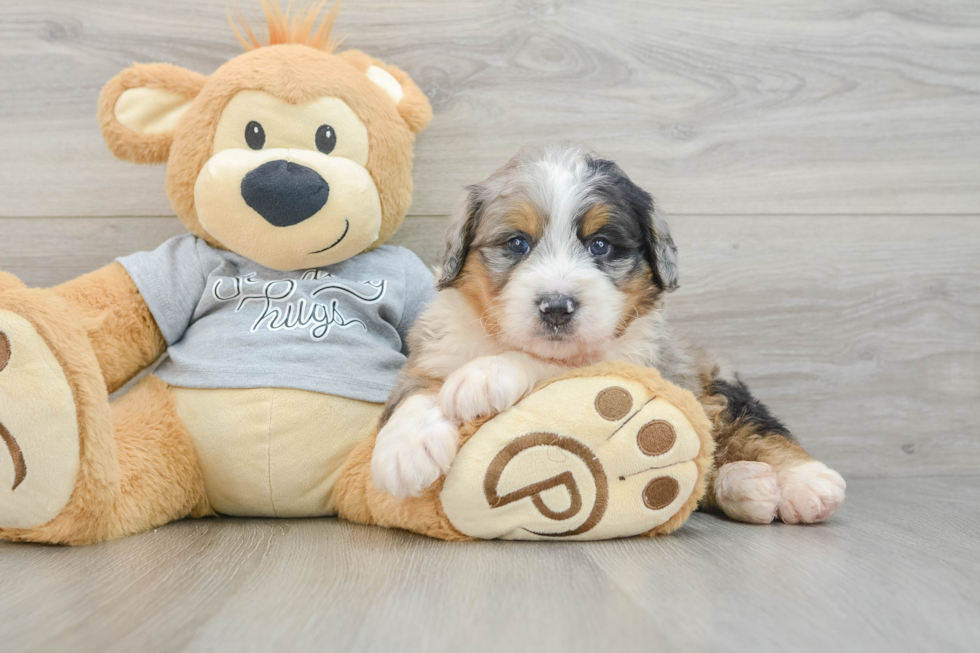 Little Mini Berniedoodle Poodle Mix Puppy