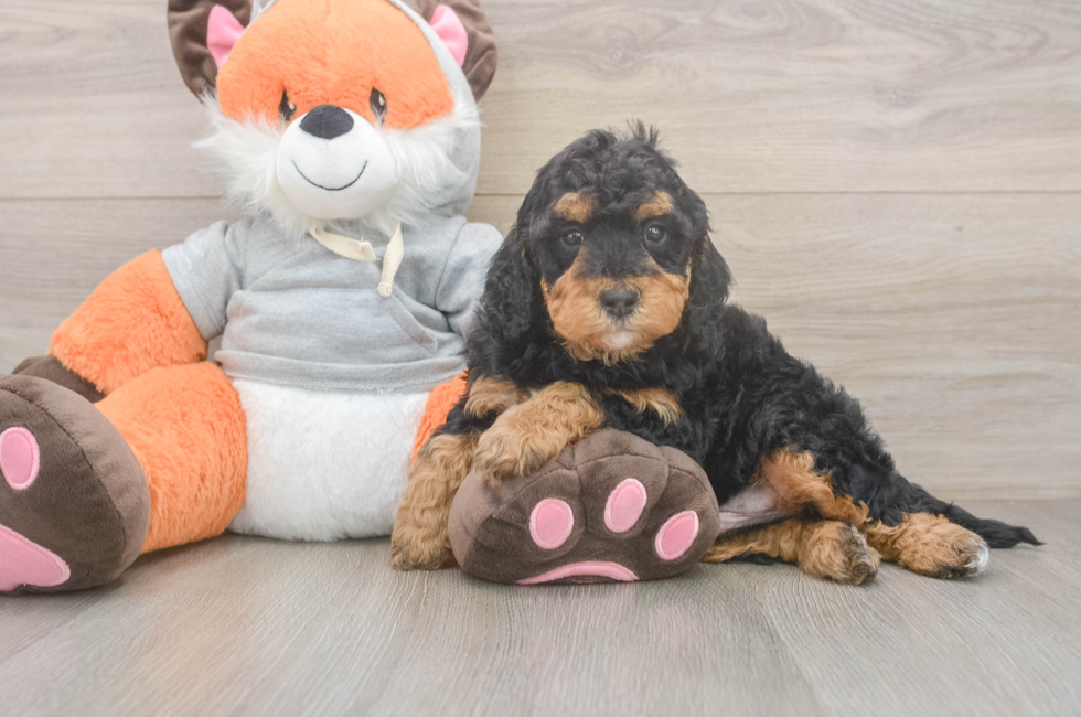 4 week old Mini Bernedoodle Puppy For Sale - Premier Pups