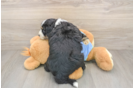 Smart Mini Bernedoodle Poodle Mix Pup
