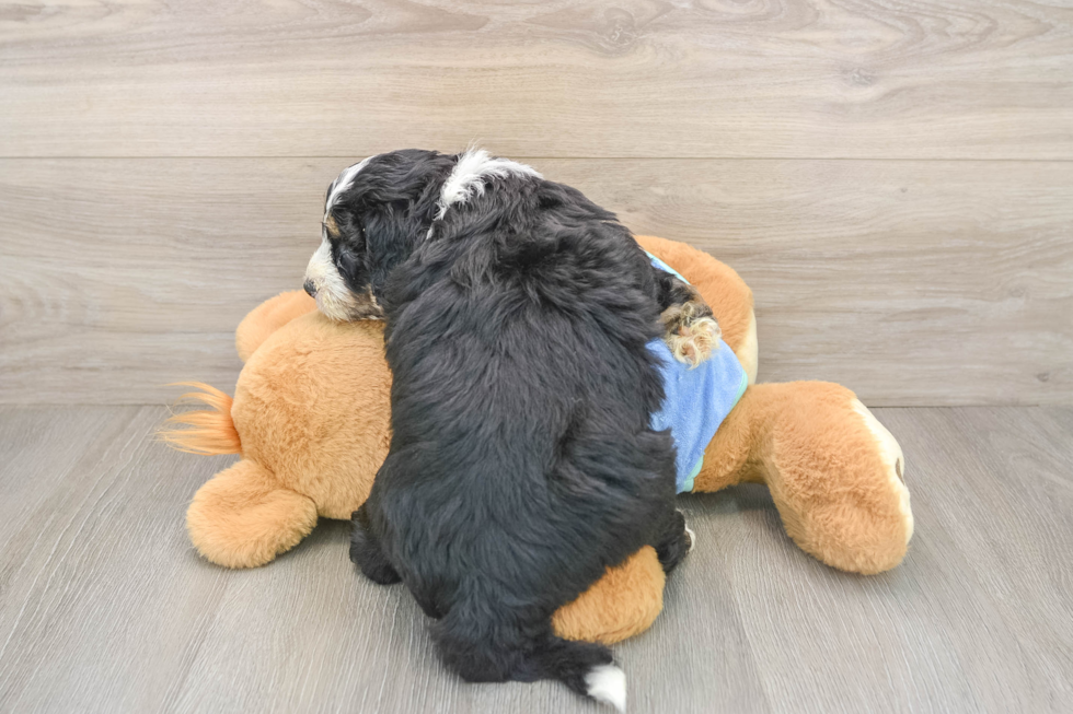 Smart Mini Bernedoodle Poodle Mix Pup
