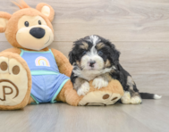 6 week old Mini Bernedoodle Puppy For Sale - Premier Pups