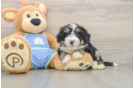 Cute Mini Bernedoodle Baby