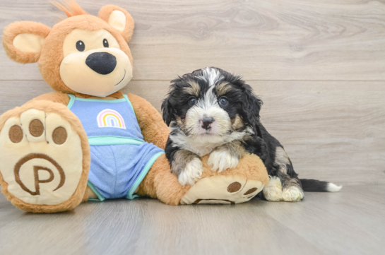 Cute Mini Bernedoodle Baby