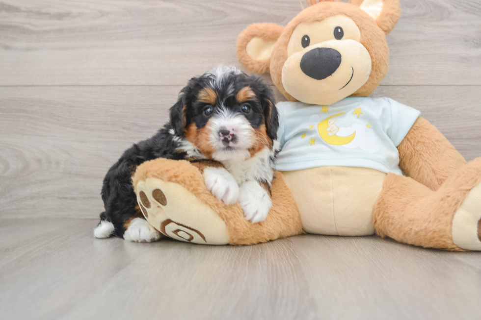 Mini Bernedoodle Puppy for Adoption