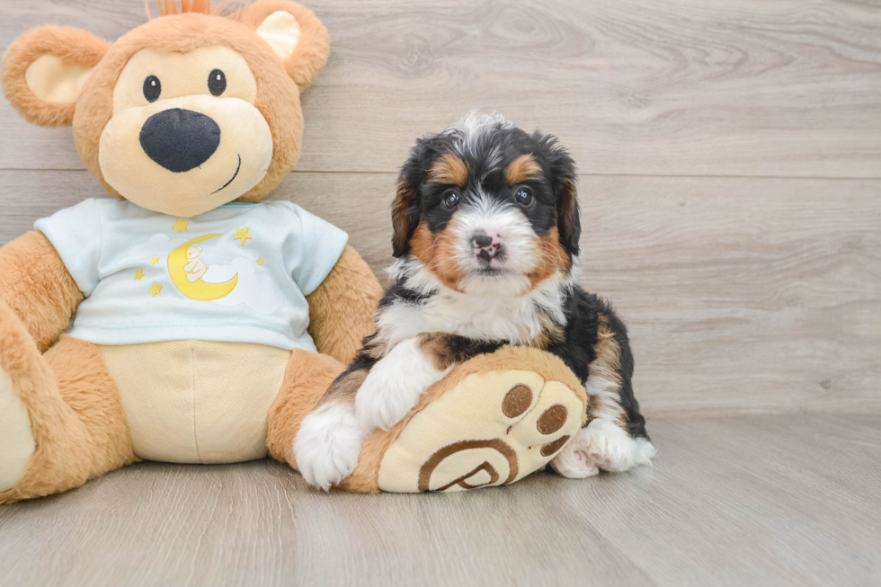 Little Mini Bernese Poodle Poodle Mix Puppy