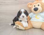 5 week old Mini Bernedoodle Puppy For Sale - Premier Pups