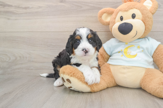Mini Bernedoodle Pup Being Cute