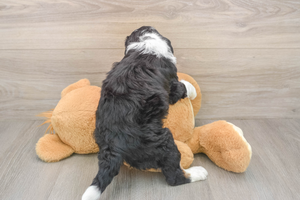 Best Mini Bernedoodle Baby