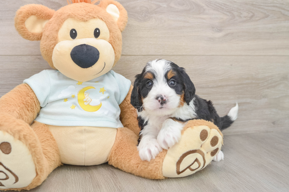 Best Mini Bernedoodle Baby