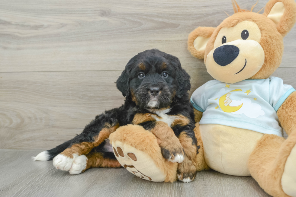 Playful Bernadoodle Poodle Mix Puppy