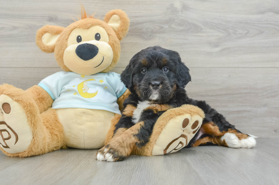 5 week old Mini Bernedoodle Puppy For Sale - Premier Pups