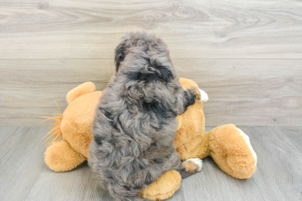 Funny Mini Bernedoodle Poodle Mix Pup