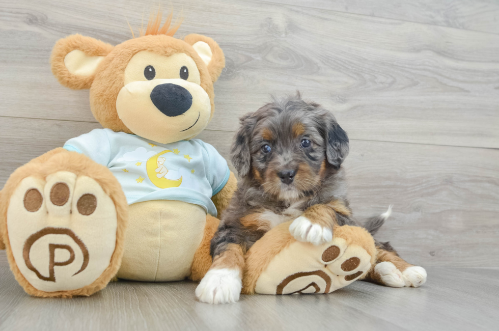 5 week old Mini Bernedoodle Puppy For Sale - Premier Pups