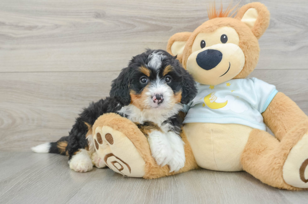 6 week old Mini Bernedoodle Puppy For Sale - Premier Pups