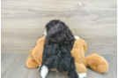Happy Mini Bernedoodle Baby