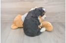 Mini Bernedoodle Pup Being Cute