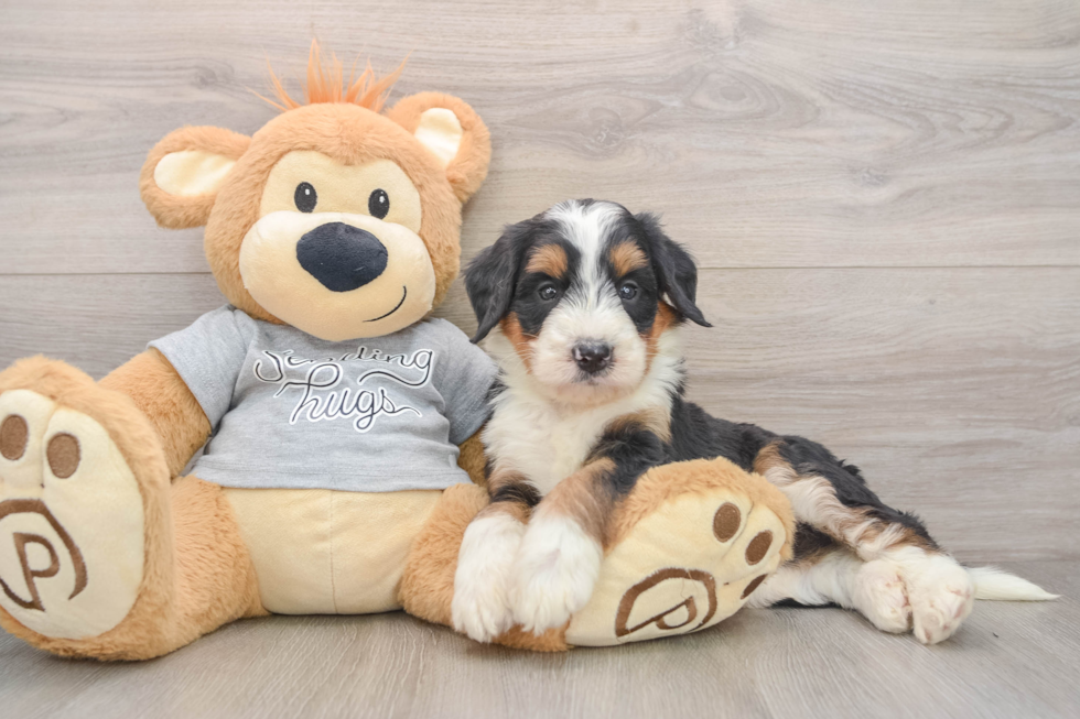 Mini Bernedoodle Puppy for Adoption