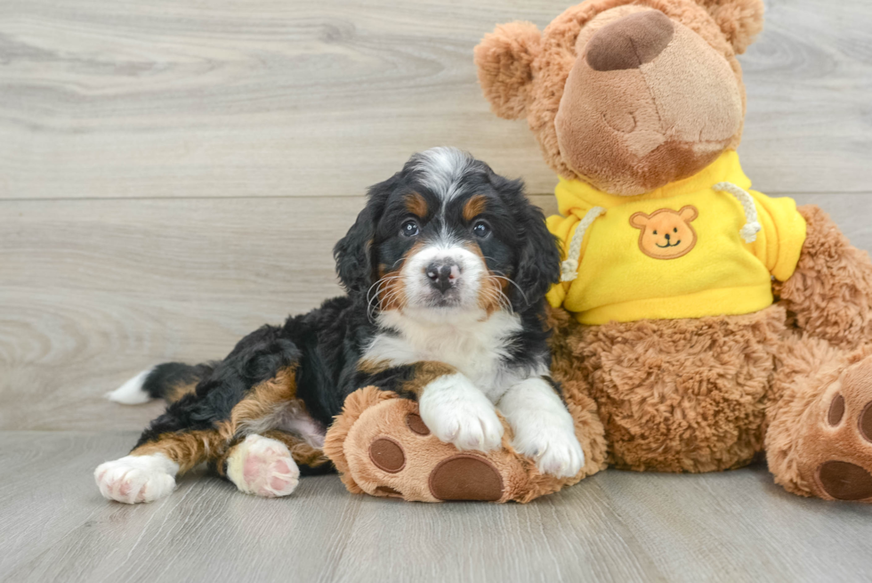 Mini Bernedoodle Pup Being Cute