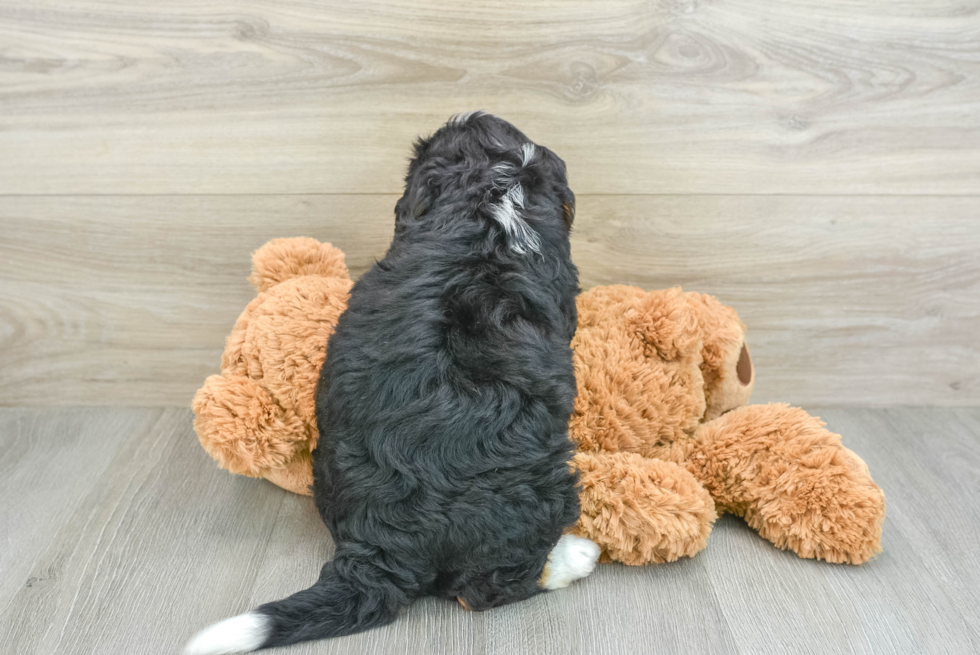 Friendly Mini Bernedoodle Baby