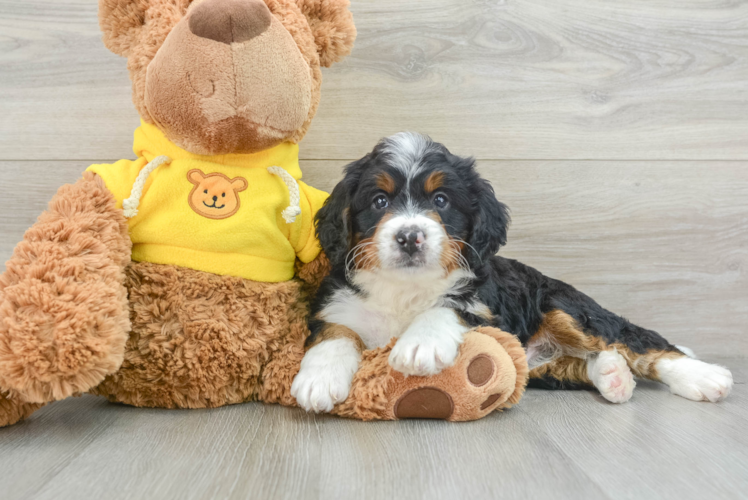 Cute Mini Bernedoodle Baby