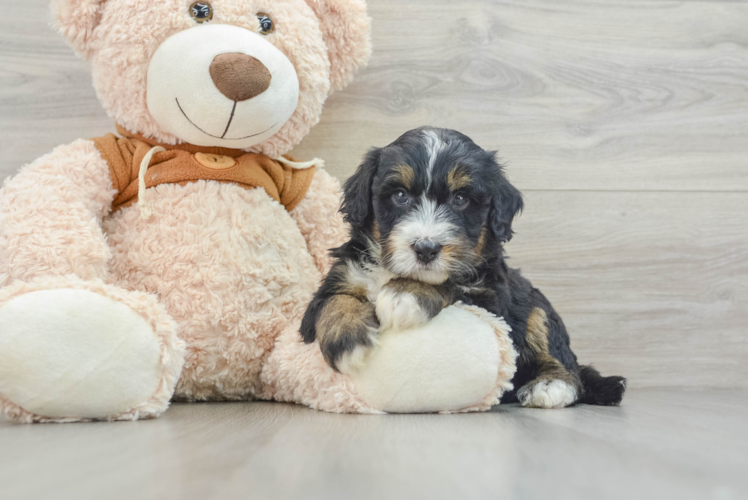 Sweet Mini Bernedoodle Baby