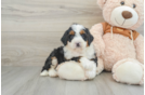 Energetic Mini Bernesedoodle Poodle Mix Puppy