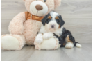 Mini Bernedoodle Pup Being Cute