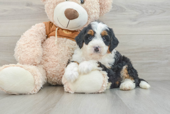 Mini Bernedoodle Pup Being Cute